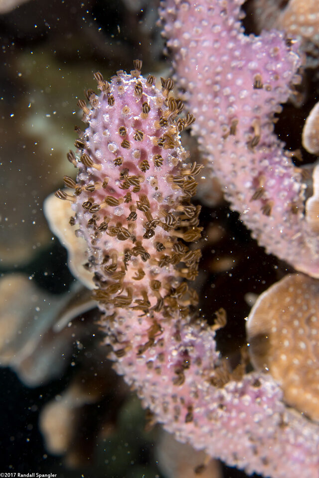 Briareum asbestinum (Corky Sea Finger)