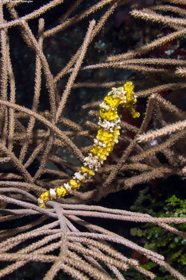 Hippocampus reidi (Longsnout Seahorse)