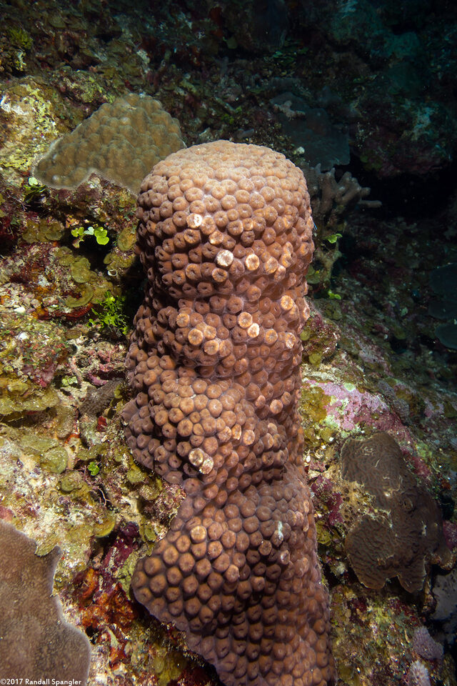 Montastraea cavernosa (Great Star Coral)