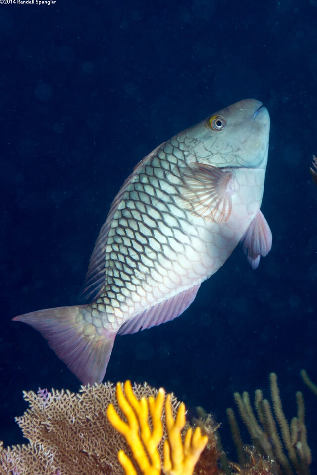 Sparisoma chrysopterum (Redtail Parrotfish)
