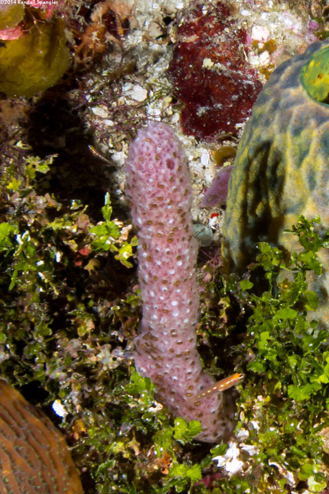 Niphates erecta (Lavender Rope Sponge)