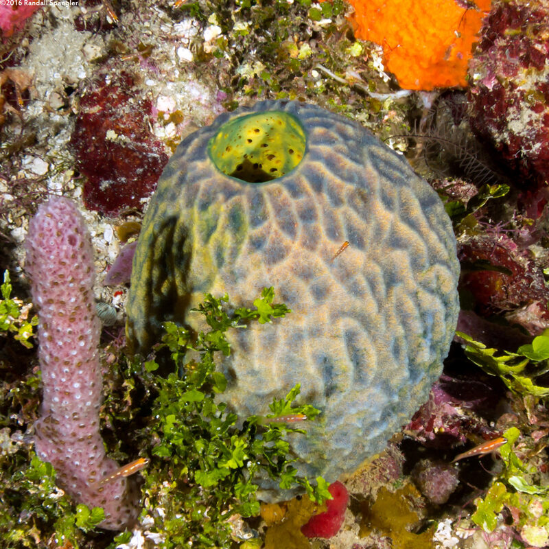 Verongula reiswigi (Verongula Reiswigi)