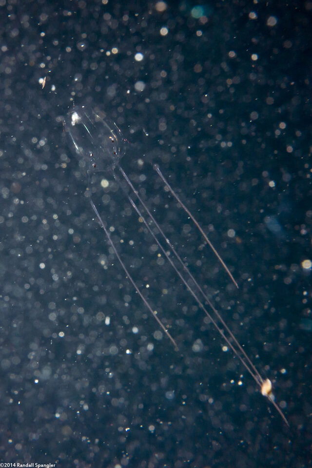 Alatina alata (Sea Wasp)