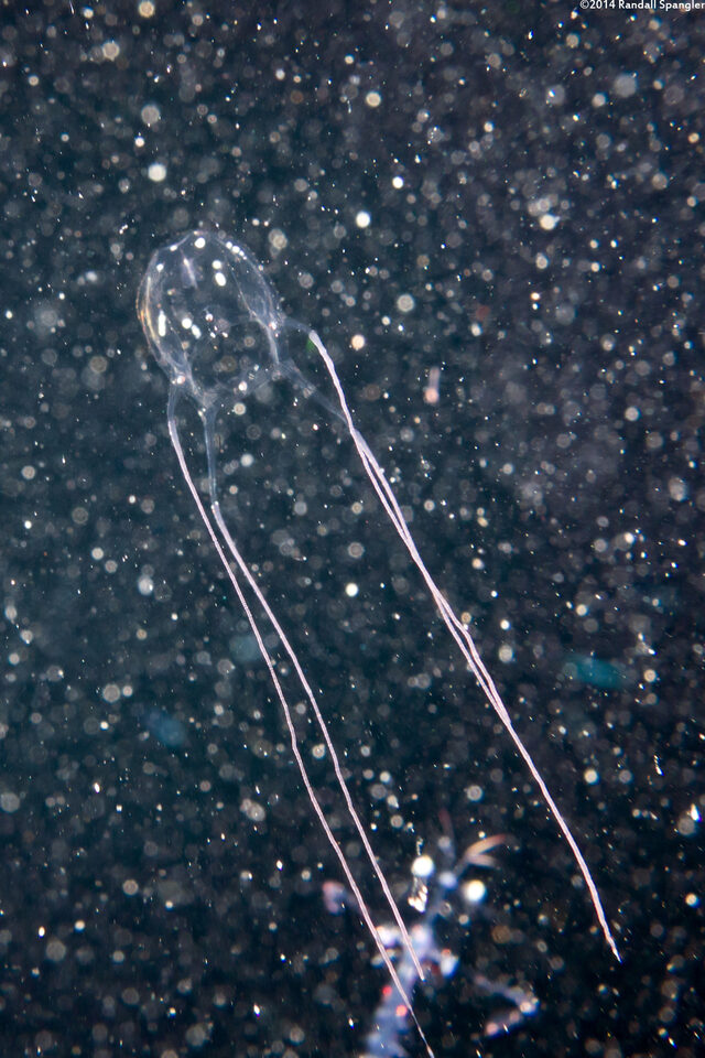 Alatina alata (Sea Wasp)