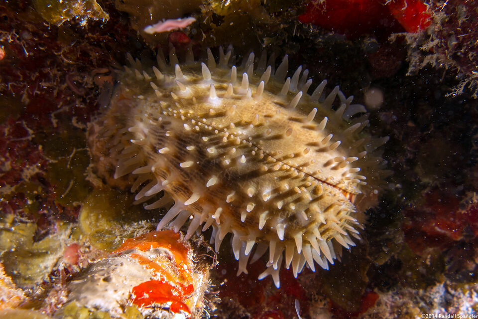 Macrocypraea zebra (Measled Cowry)