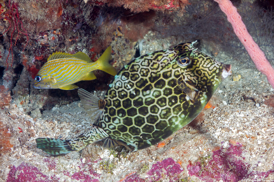 Acanthostracion polygonius (Honeycomb Cowfish)