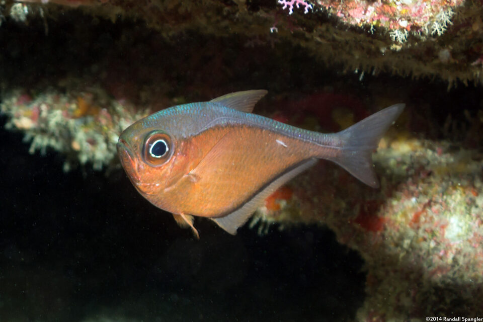 Pempheris schomburgkii (Glassy Sweeper)