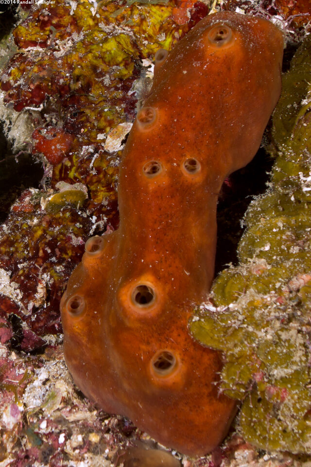 Svenzea zeai (Dark Volcano Sponge)
