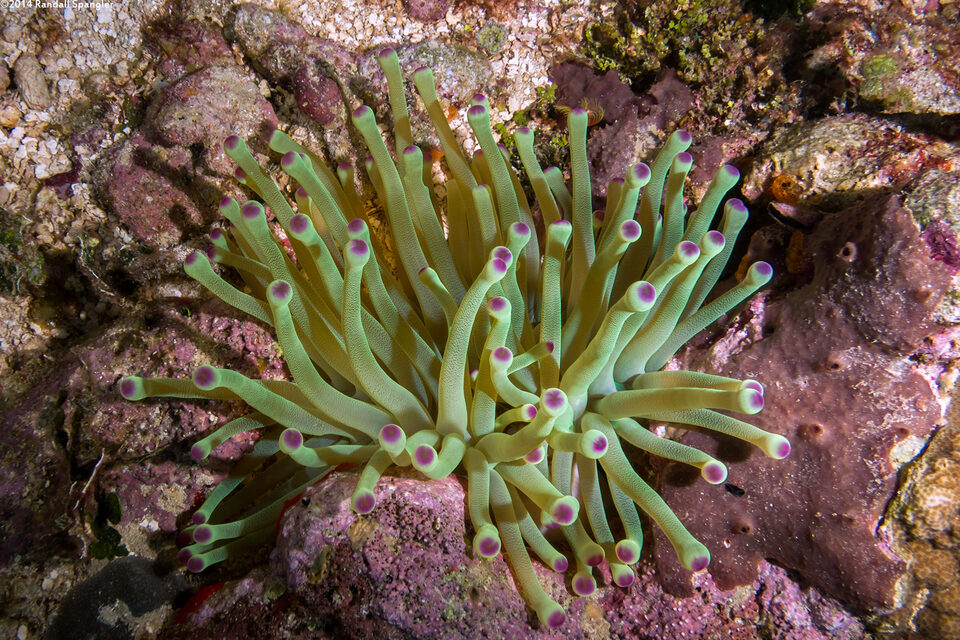 Condylactis gigantea (Giant Anemone)