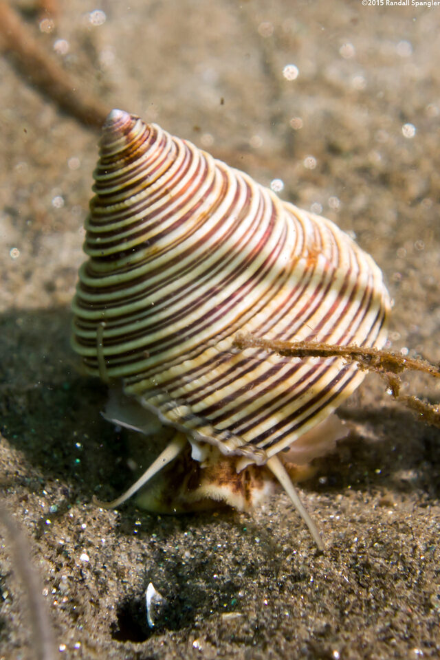 Calliostoma canaliculatum (Channeled Top Snail)