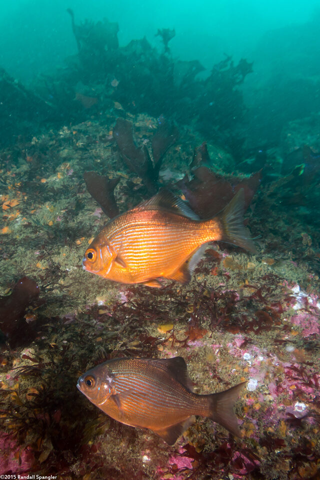 Embiotoca lateralis (Striped Seaperch)