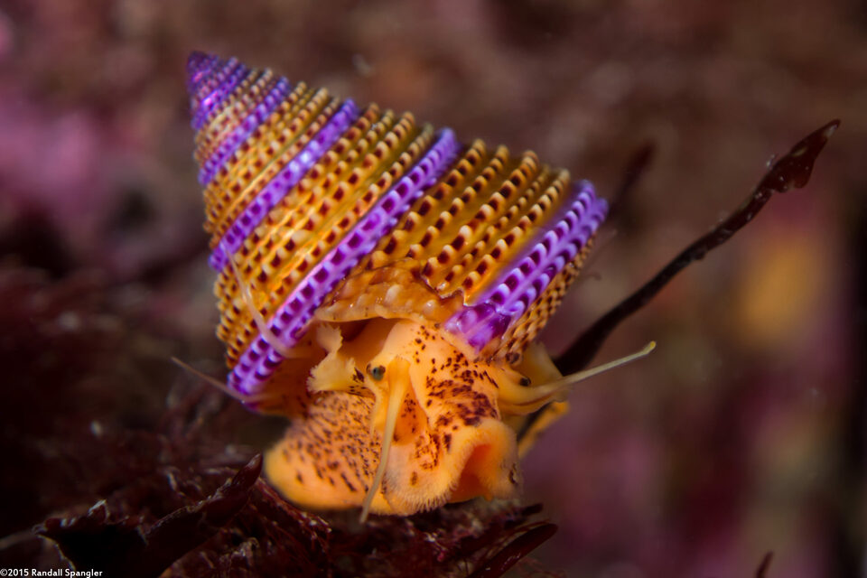 Calliostoma annulatum (Blue-Ring Top Snail)