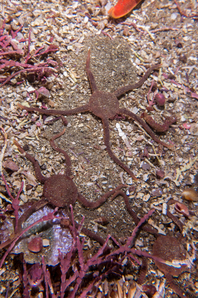 Ophioplocus esmarki (Smooth Brittle Star)