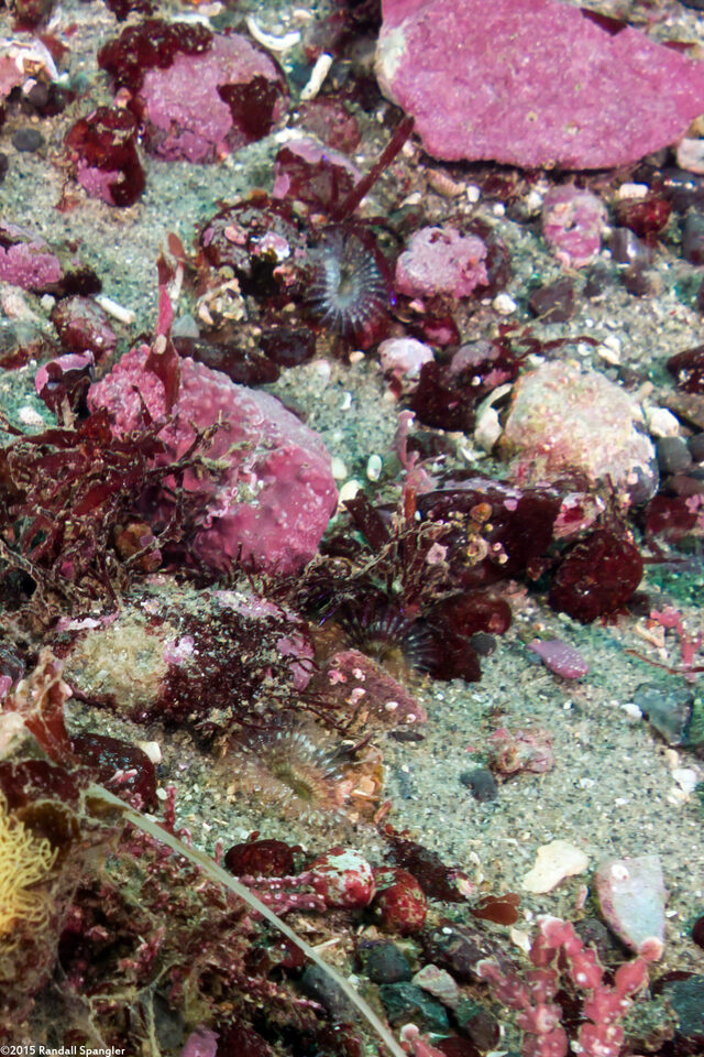 Sabellidae sp.5 (Sabellidae sp.5)