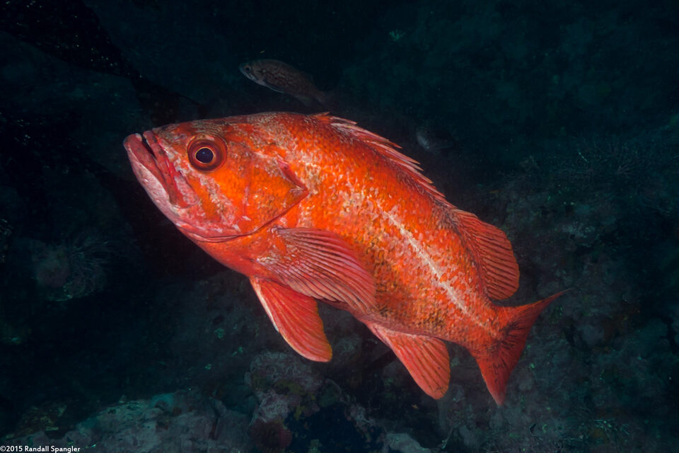 Sebastes miniatus (Vermilion Rockfish)