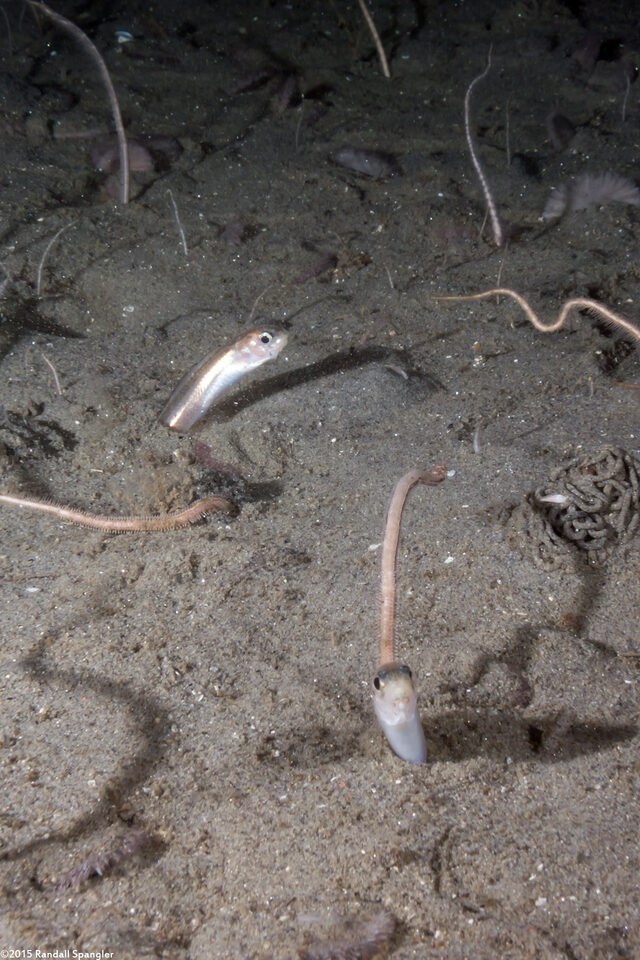 Ophidion scrippsae (Basketweave Cusk-Eel)