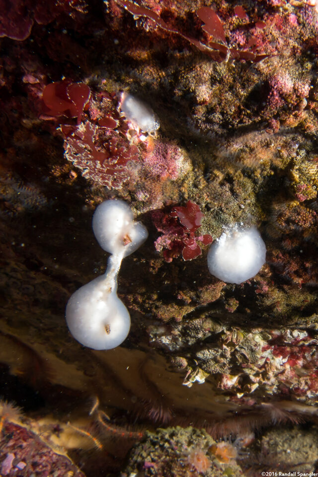 Cystodytes lobatus (Lobed Compound Tunicate)