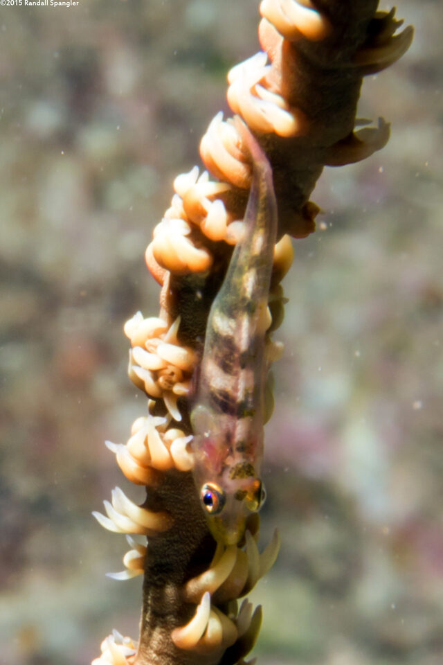 Bryaninops yongei (Wire Coral Goby)