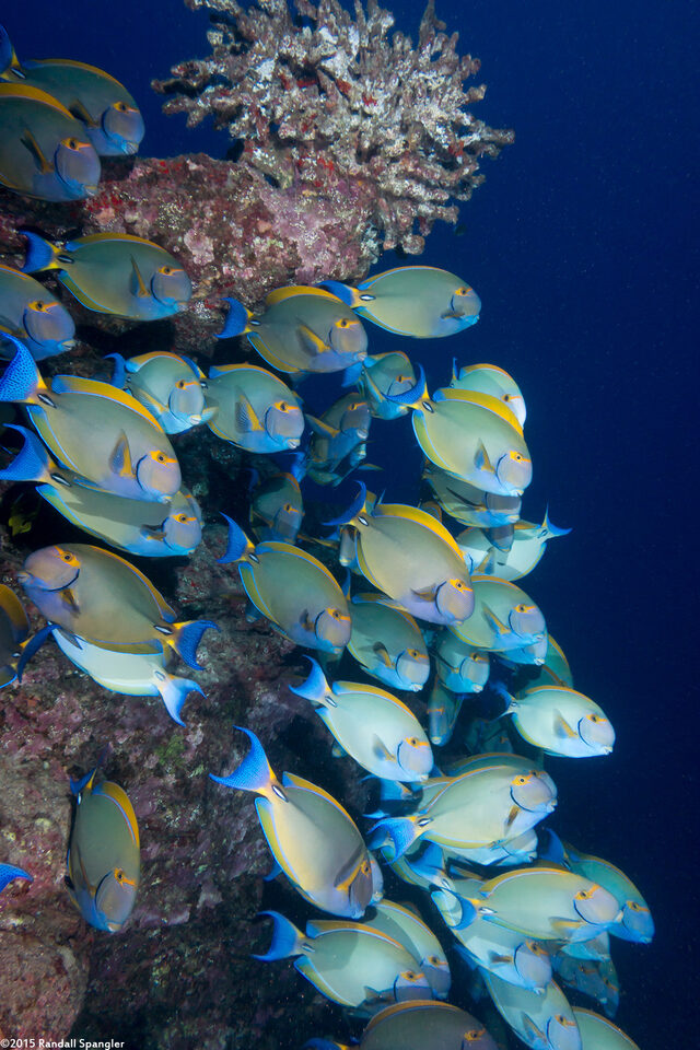 Acanthurus dussumieri (Eyestripe Surgeonfish)
