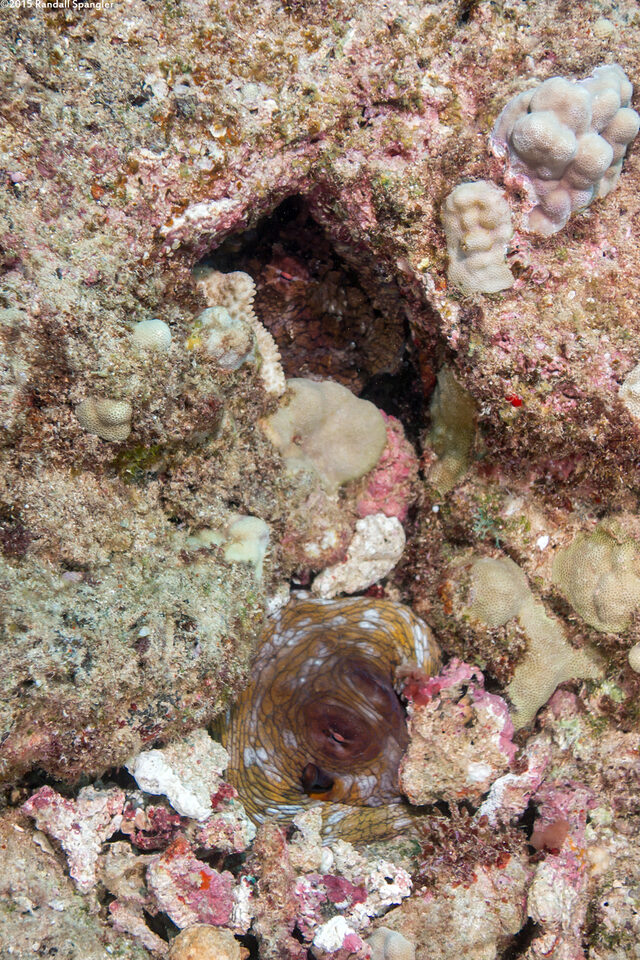 Octopus cyanea (Day Octopus)