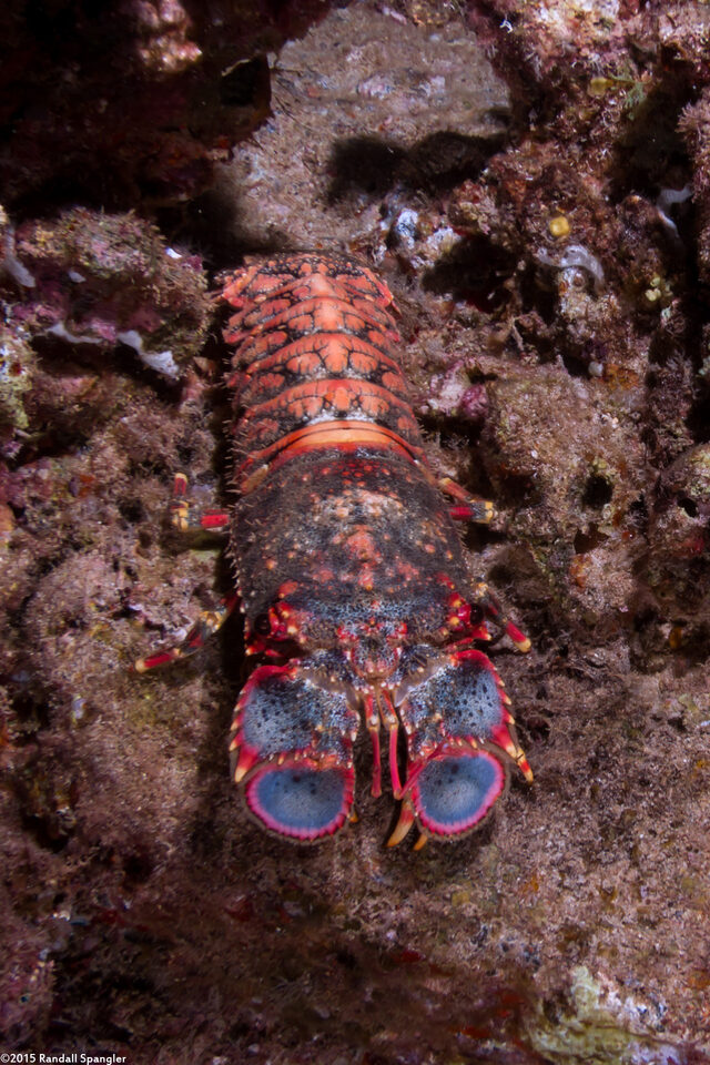 Arctides regalis (Regal Slipper Lobster)