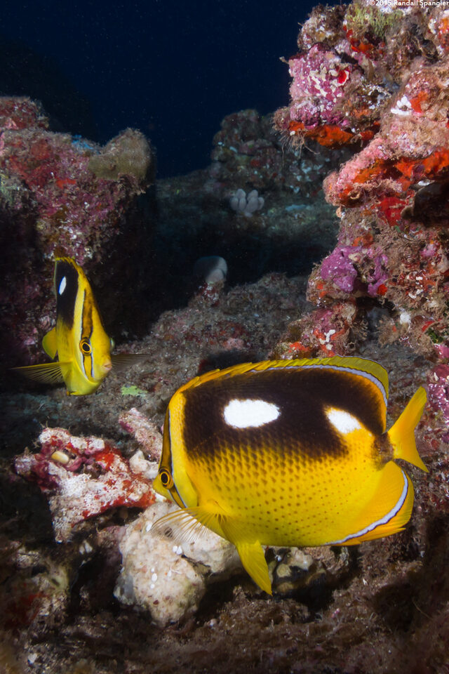 Chaetodon quadrimaculatus (Fourspot Butterflyfish)