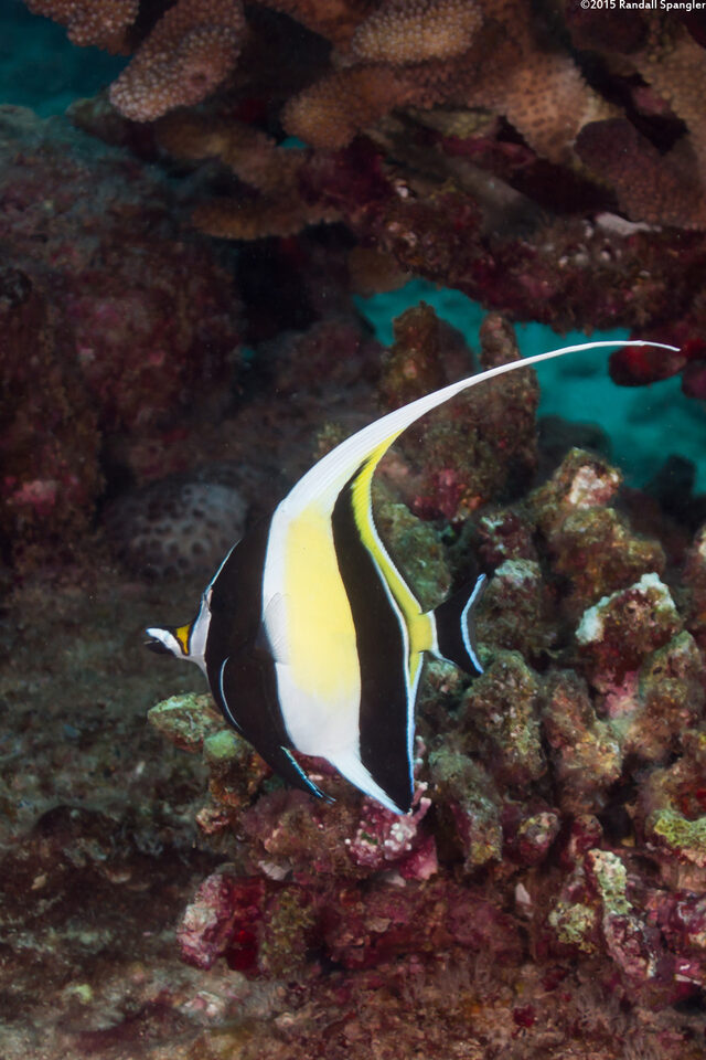 Zanclus cornutus (Moorish Idol)