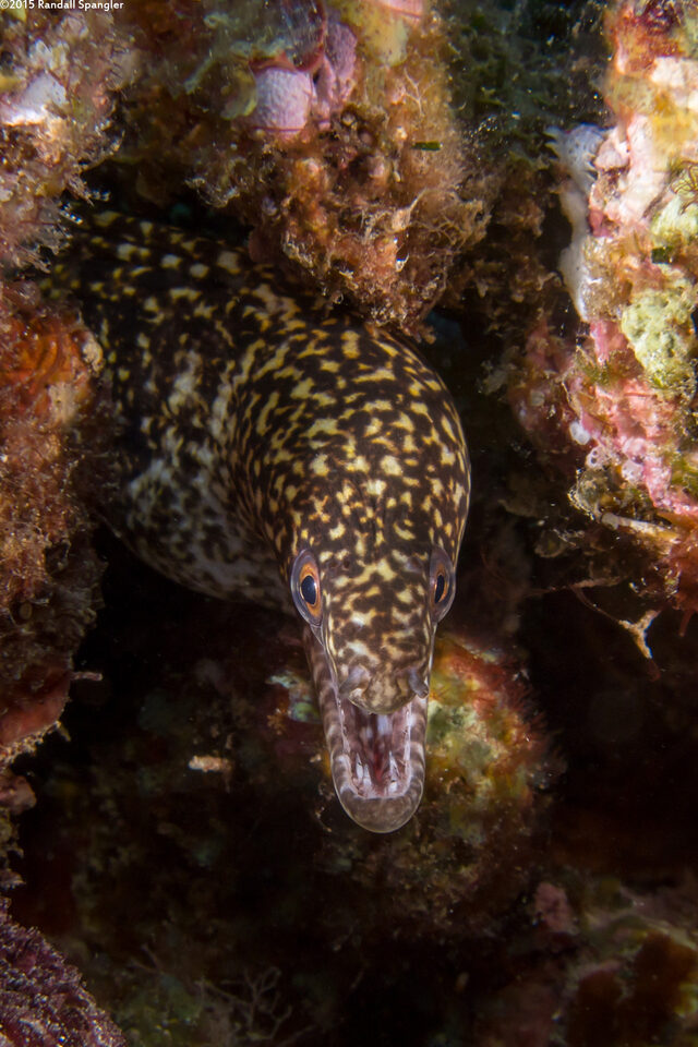 Gymnothorax eurostus (Stout Moray)