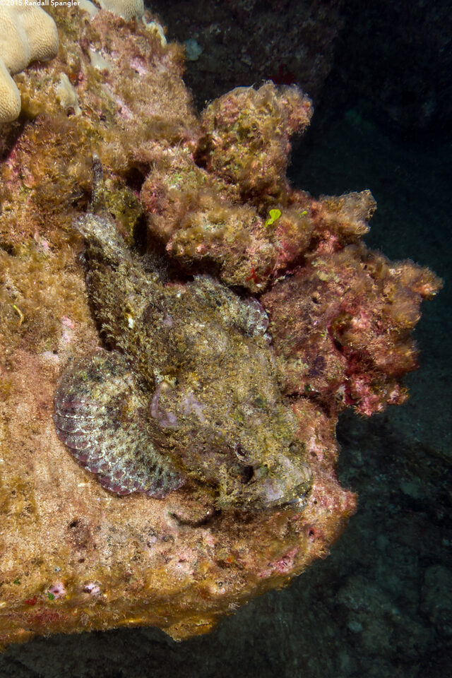 Scorpaenopsis diabolus (Devil Scorpionfish)