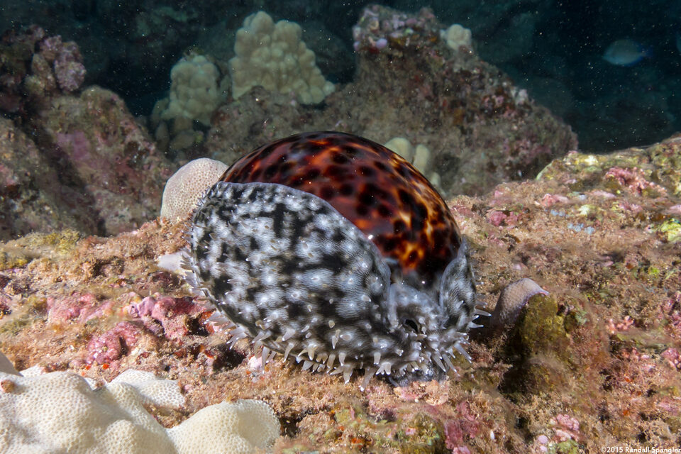 Cypraea tigris (Tiger Cowry)