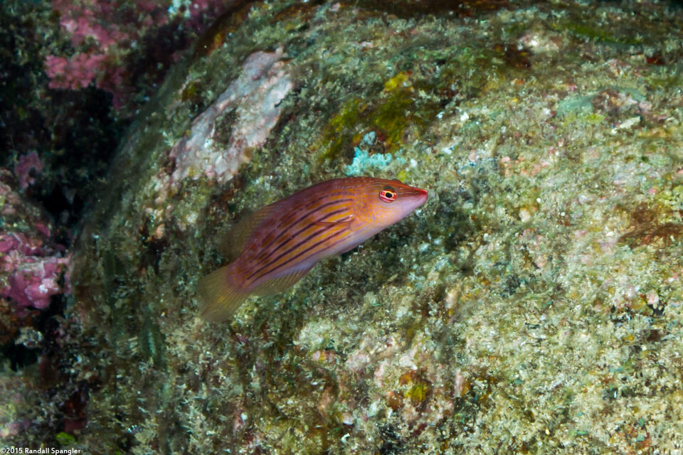 Pseudocheilinus octotaenia (Eightline Wrasse)