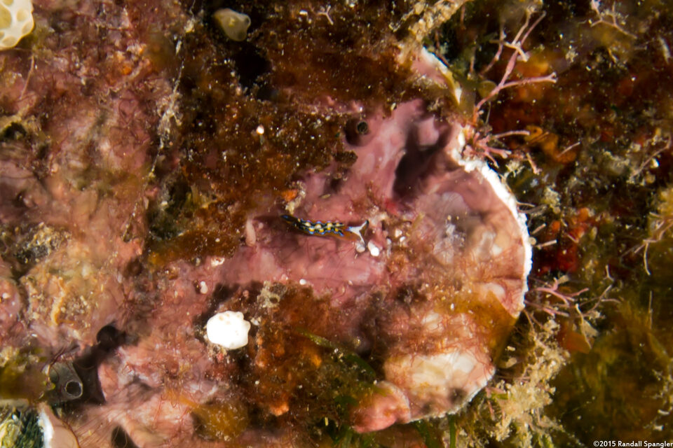 Thuridilla multimarginata (Thuridilla Multimarginata)