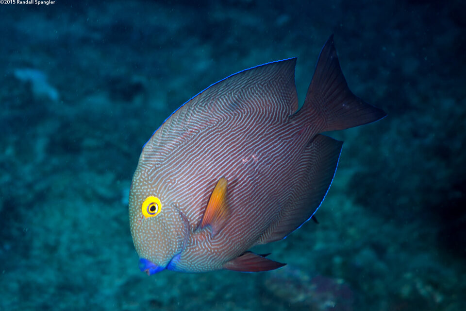 Ctenochaetus strigosus (Goldring Surgeonfish)