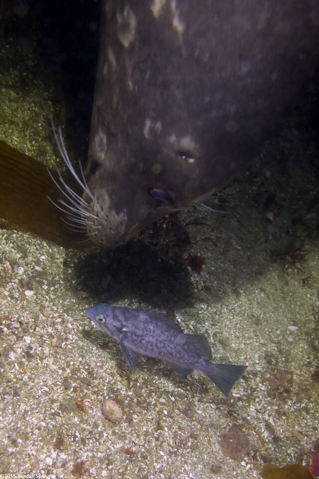 Phoca vitulina (Harbor Seal); Chewie