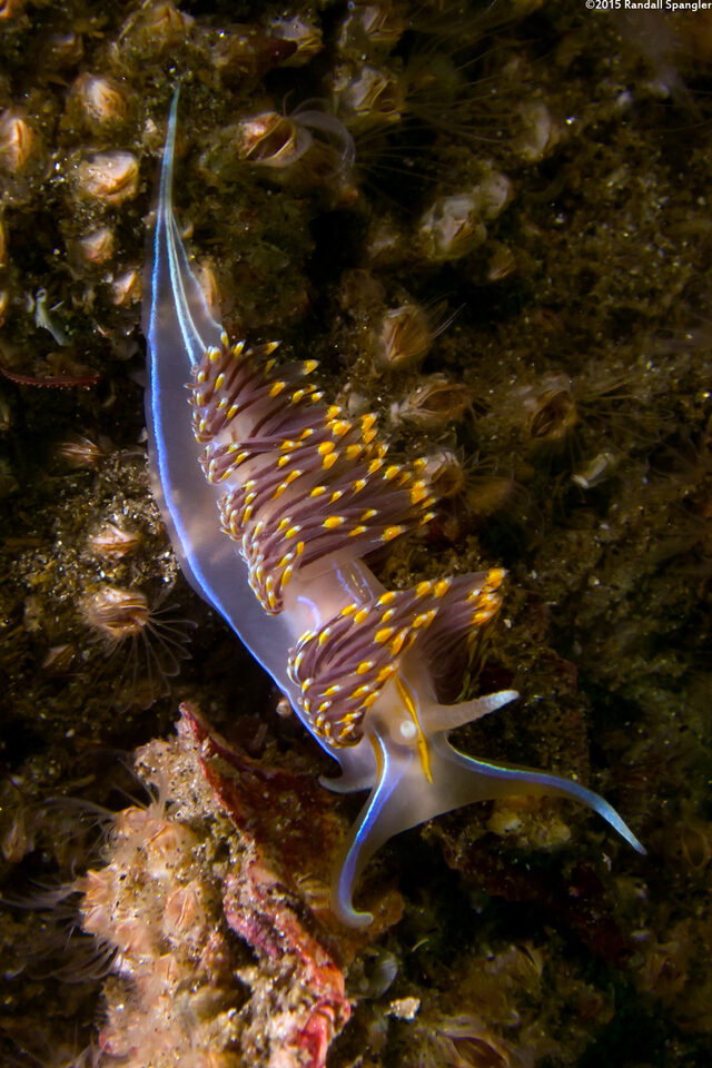 Hermissenda opalescens (Opalescent Nudibranch)