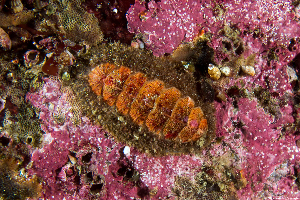 Mopalia ciliata (Hairy Chiton)