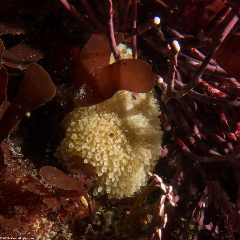 Leucosolenia eleanor (Tube Ball Sponge)