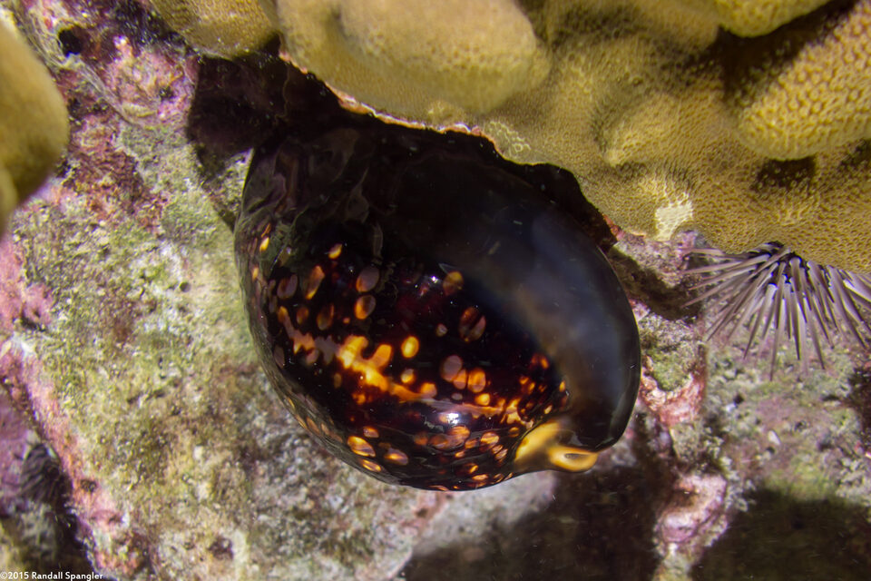 Mauritia mauritiana (Humpback Cowry)