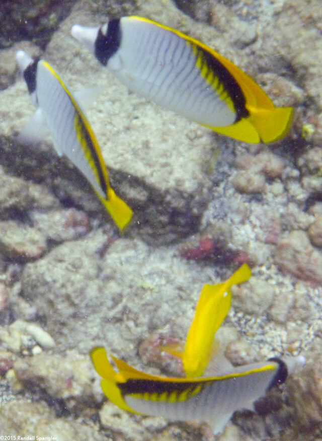 Chaetodon lineolatus (Lined Butterflyfish)