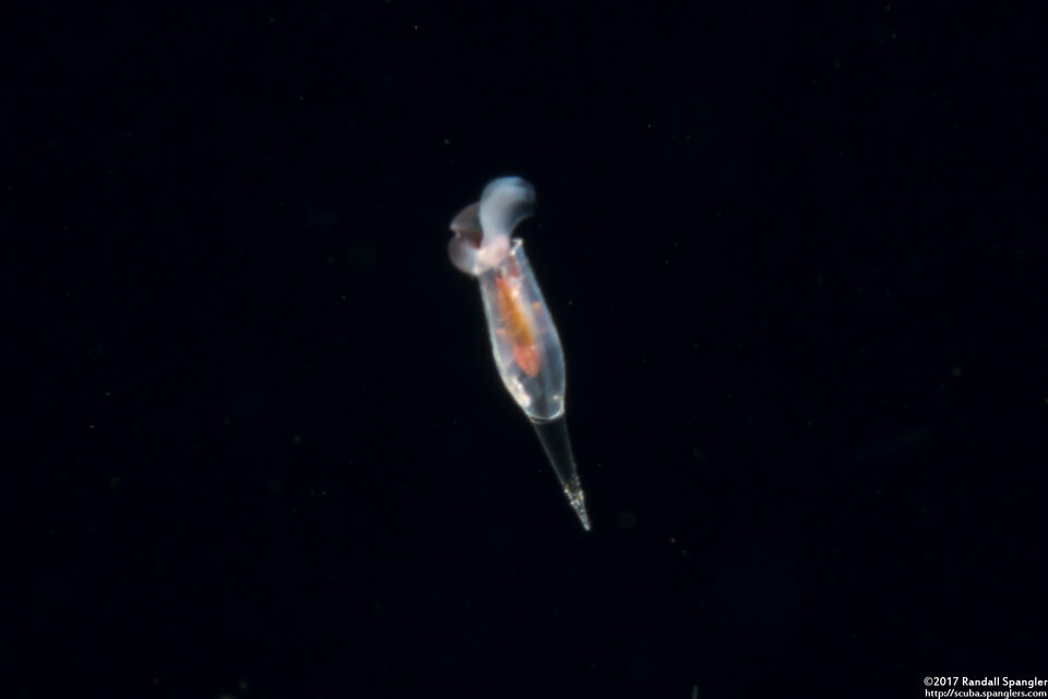 Cuvierina columnella (Cuvierina columnella)