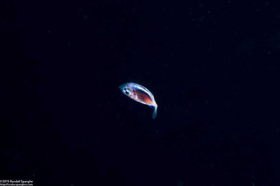 Sargocentron sp. (Larval Squirrelfish)