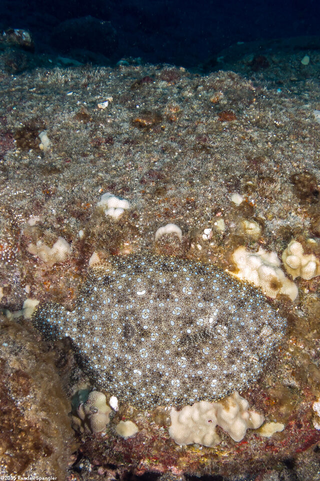 Bothus mancus (Flowery Flounder)