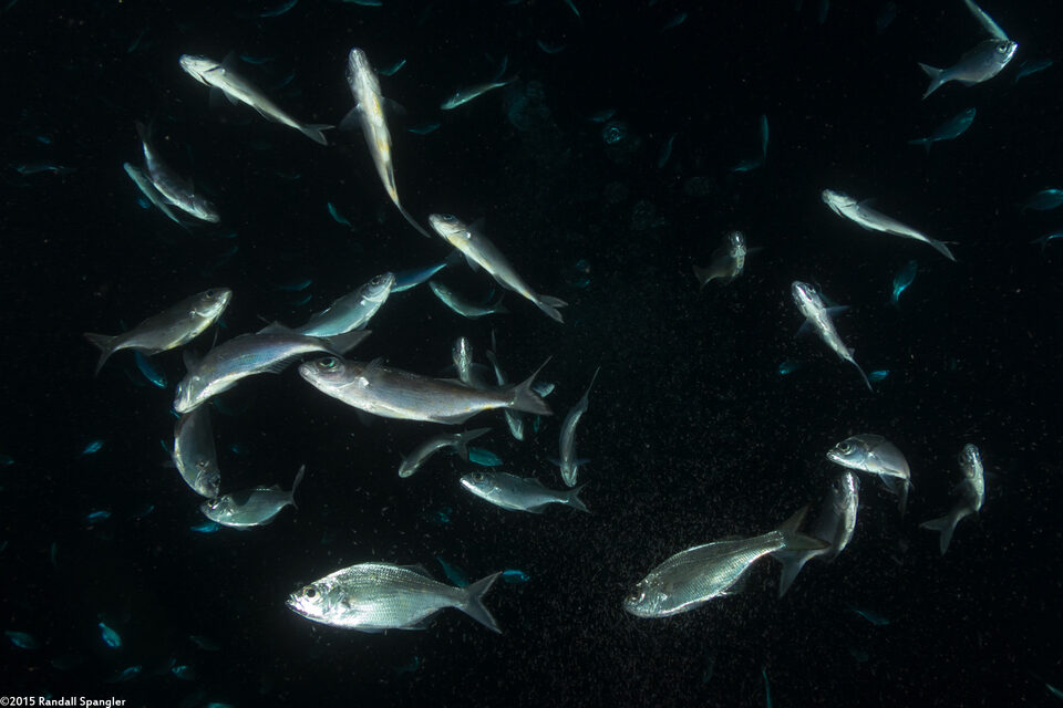 Selar crumenophthalmus (Bigeye Scad)