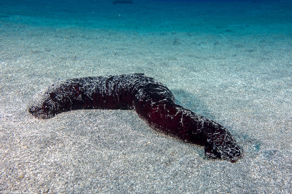 Holothuria atra (Black Sea Cucumber)