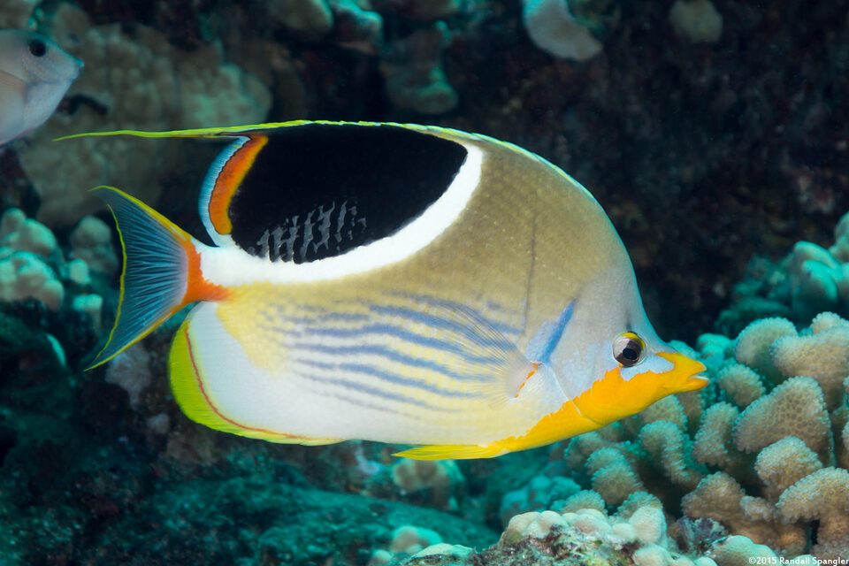 Chaetodon ephippium (Saddled Butterflyfish)