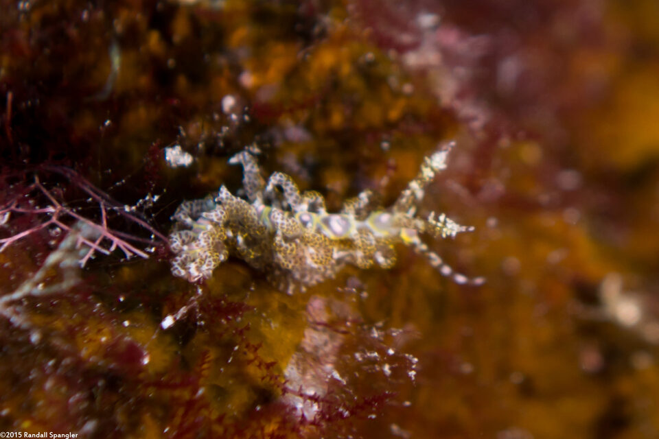 Limenandra rosanae (Limenandra Rosanae)