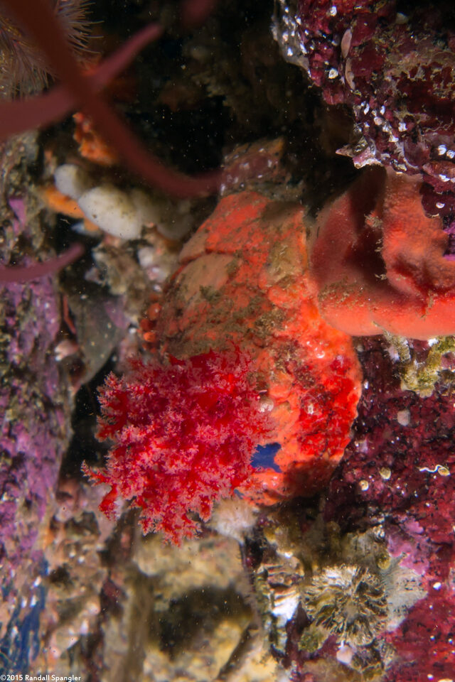 Psolus chitonoides (Slipper Sea Cucumber)