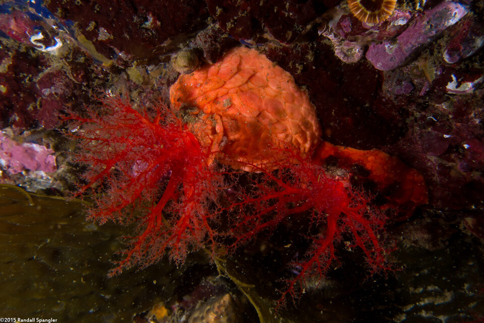 Psolus chitonoides (Slipper Sea Cucumber)