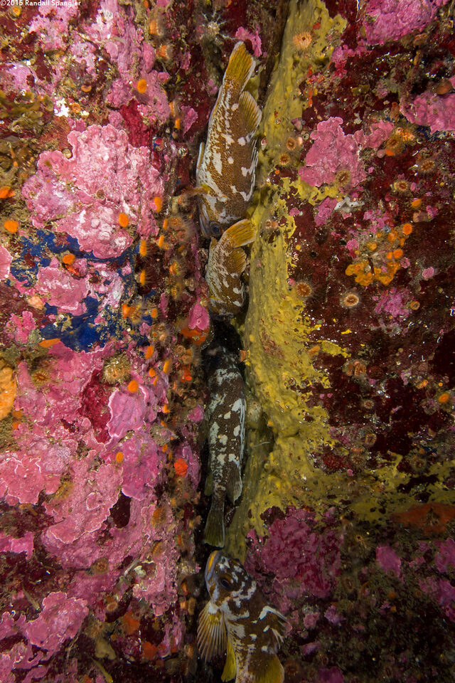 Sebastes carnatus (Gopher Rockfish)
