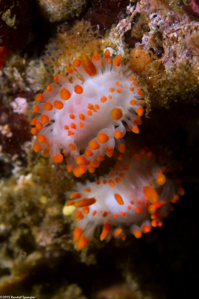 Limacia mcdonaldi (McDonald's Dorid)